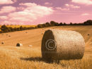 The South Downs, Hampshire